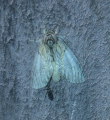 Peridea basitriens