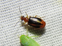 Lebia solea