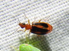 Lebia solea