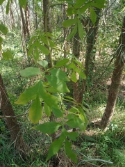 Solanum seaforthianum
