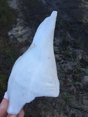 Sinistrofulgur sinistrum