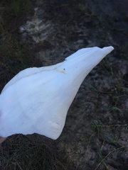 Sinistrofulgur sinistrum