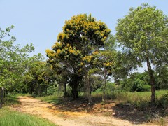 Ouratea castaneifolia