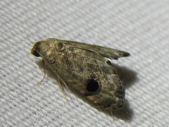 Abablemma brimleyana