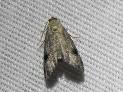 Abablemma brimleyana