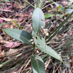 Leichhardtia suaveolens