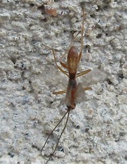 Rogadinae