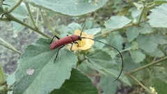 Tylosis oculatus
