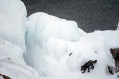 Vulpes vulpes deletrix