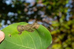 Gracillaria syringella