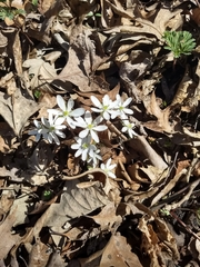 Hepatica