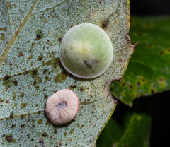 Paracraspis guadaloupensis