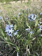 Amsonia ciliata texana