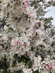 Malus floribunda