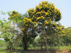 Ouratea castaneifolia