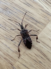 Leptoglossus occidentalis
