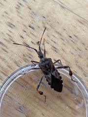 Leptoglossus occidentalis