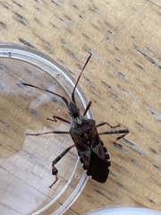 Leptoglossus occidentalis