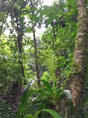 Tillandsia heliconioides