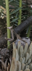 Archimantis armata