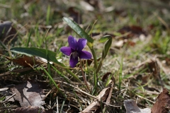 Viola mandshurica