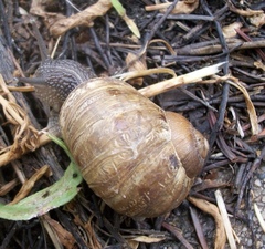 Cornu aspersum