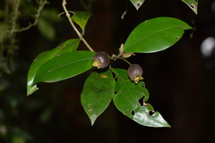 Myrceugenia planipes