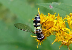 Melangyna fisherii