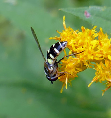 Melangyna fisherii
