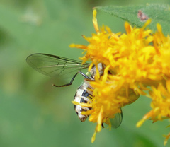 Melangyna fisherii