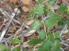 Heteroecus pacificus