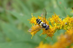 Melangyna fisherii