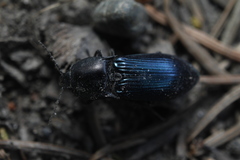 Selatosomus semimetallicus
