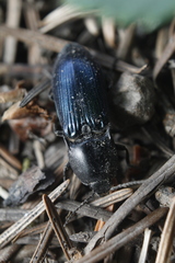 Selatosomus semimetallicus