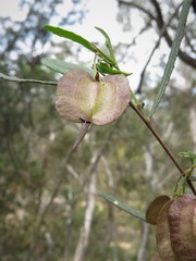 Dodonaea viscosa angustifolia