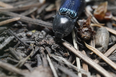 Selatosomus semimetallicus