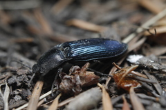 Selatosomus semimetallicus