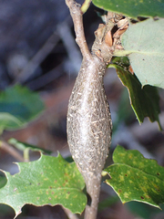 Protobalandricus spectabilis