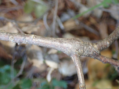 Protobalandricus spectabilis