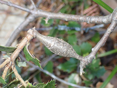 Protobalandricus spectabilis