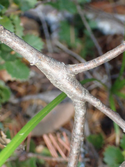 Protobalandricus spectabilis