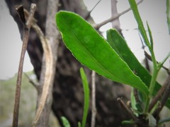 Dodonaea viscosa angustifolia
