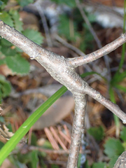 Protobalandricus spectabilis