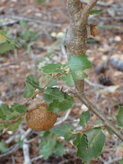 Protobalandricus spectabilis