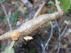 Protobalandricus spectabilis