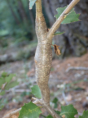 Protobalandricus spectabilis