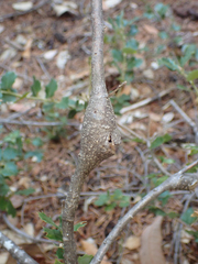 Protobalandricus spectabilis