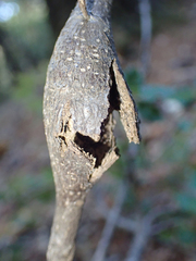 Protobalandricus spectabilis