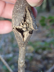 Protobalandricus spectabilis