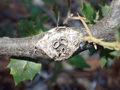 Dryocosmus asymmetricus